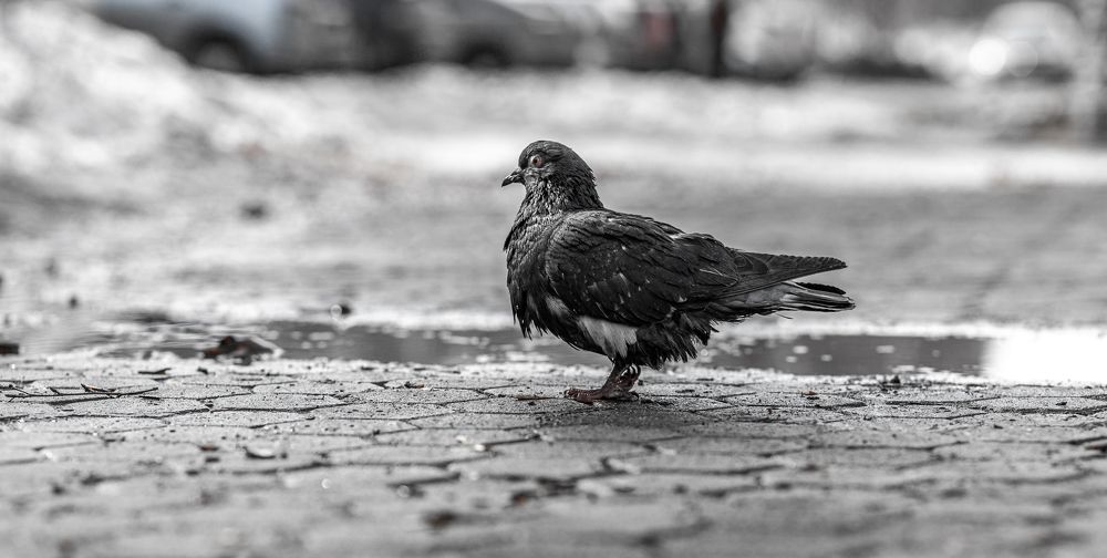 Photograph by Савицкий Анатолий