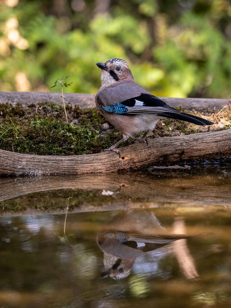 Photograph by Luca Giuseppe Carlo Gandin
