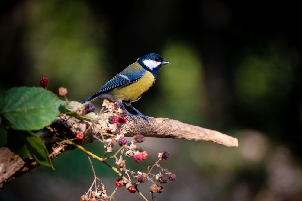 Photograph by Luca Giuseppe Carlo Gandin