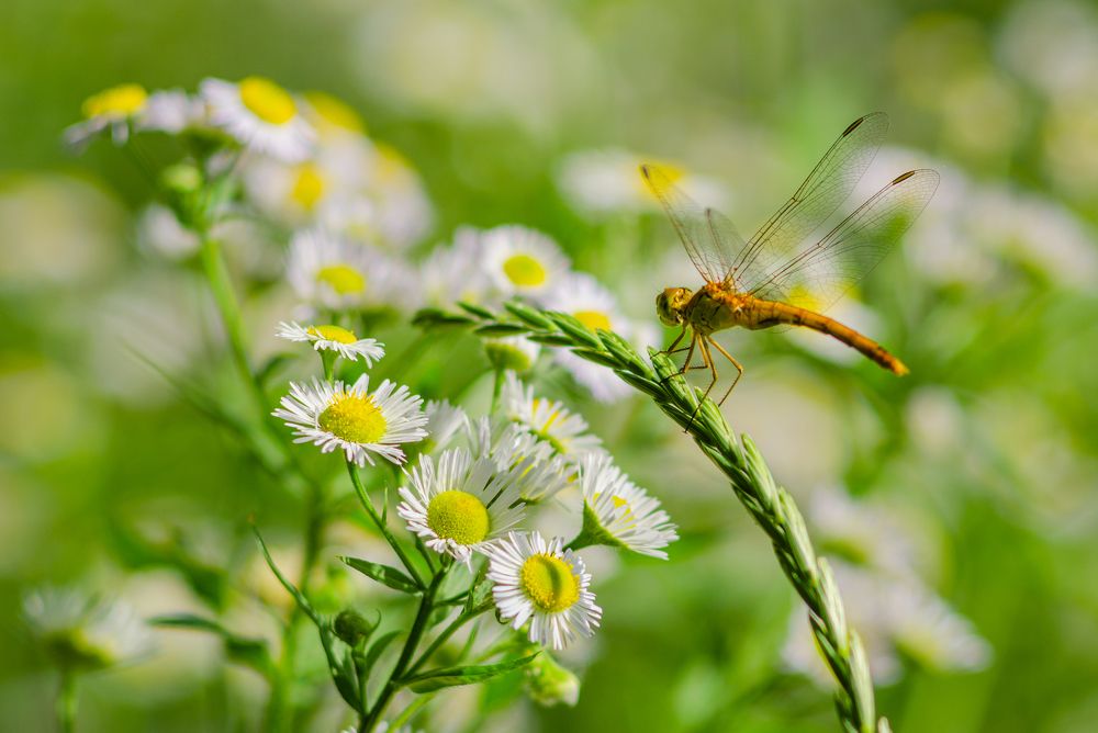 Photograph by Анна