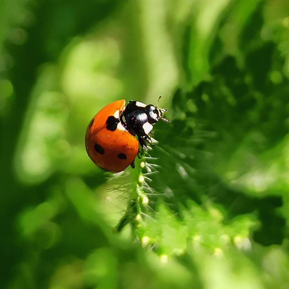 Photograph by Halina Mitsevich