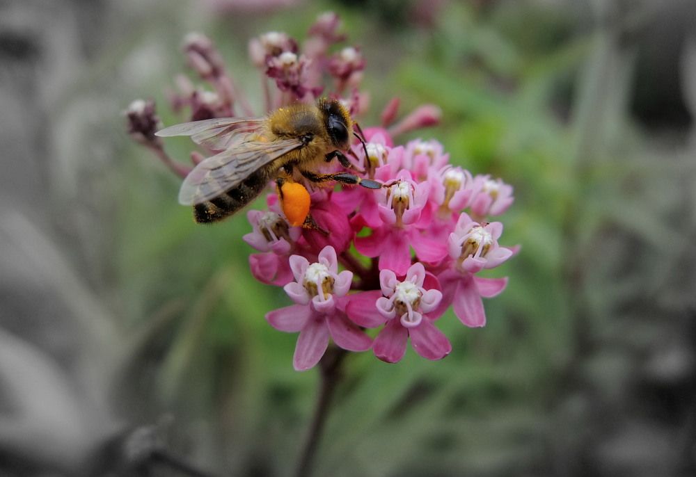 Труженица пчела.