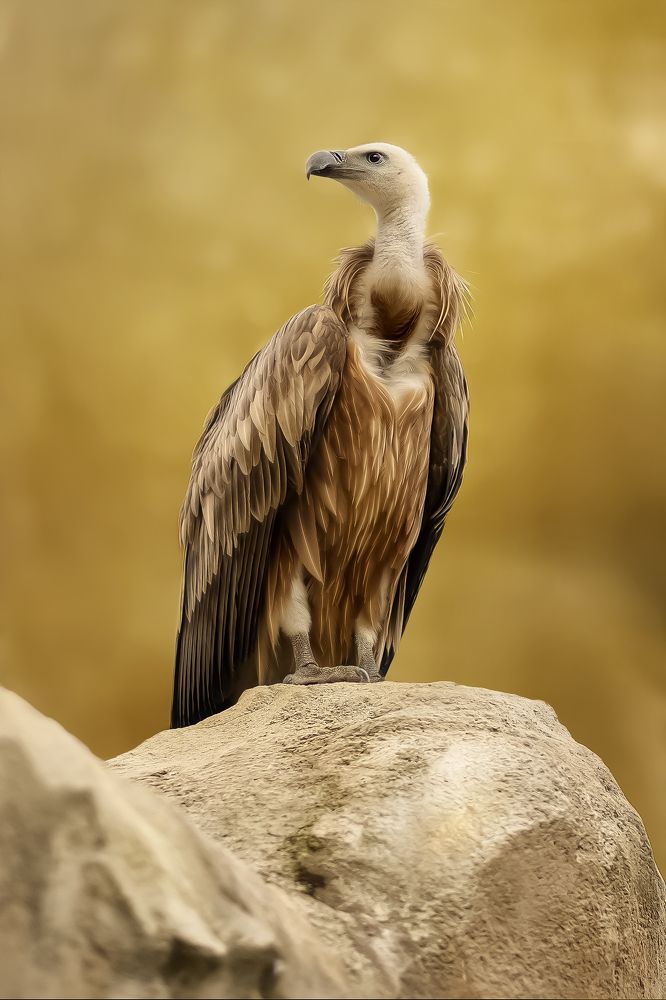 Photograph by Adi Kronkop