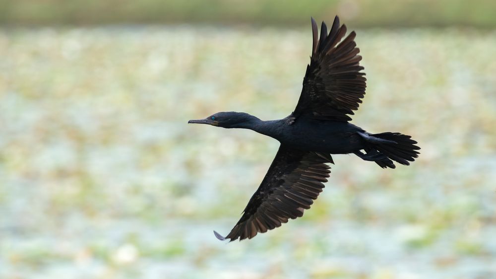 Photograph by Nilanka Amugoda Ruhunage