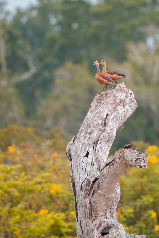 Photograph by Nilanka Amugoda Ruhunage