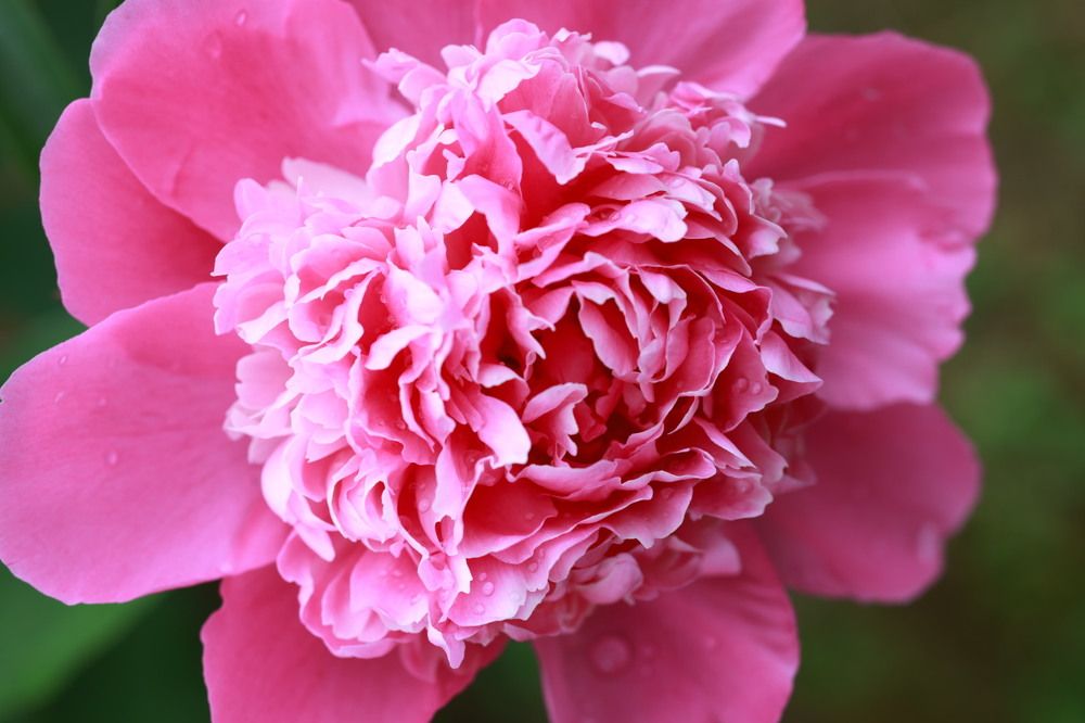 Photograph by Виктория Янушанис