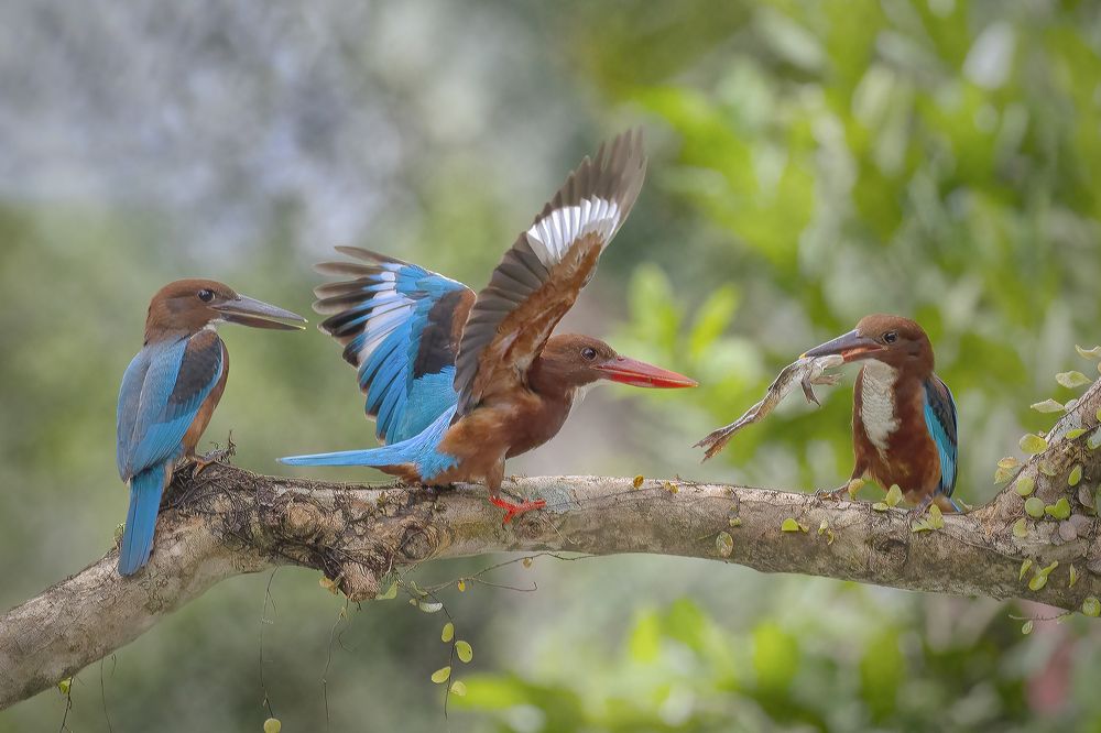 Photograph by way pang