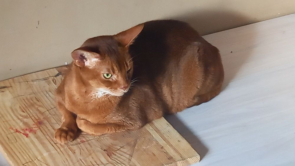 Фотография автора Maria