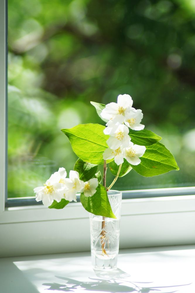 нежный жасмин