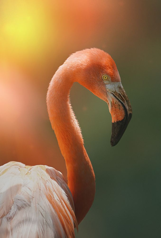 Photograph by osama almangosh