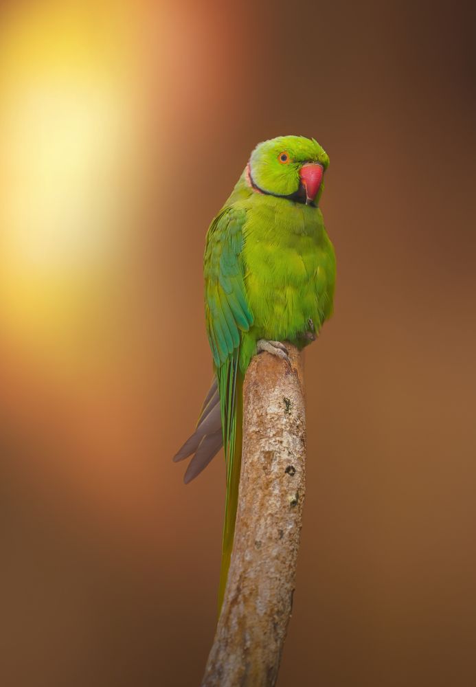 Photograph by osama almangosh