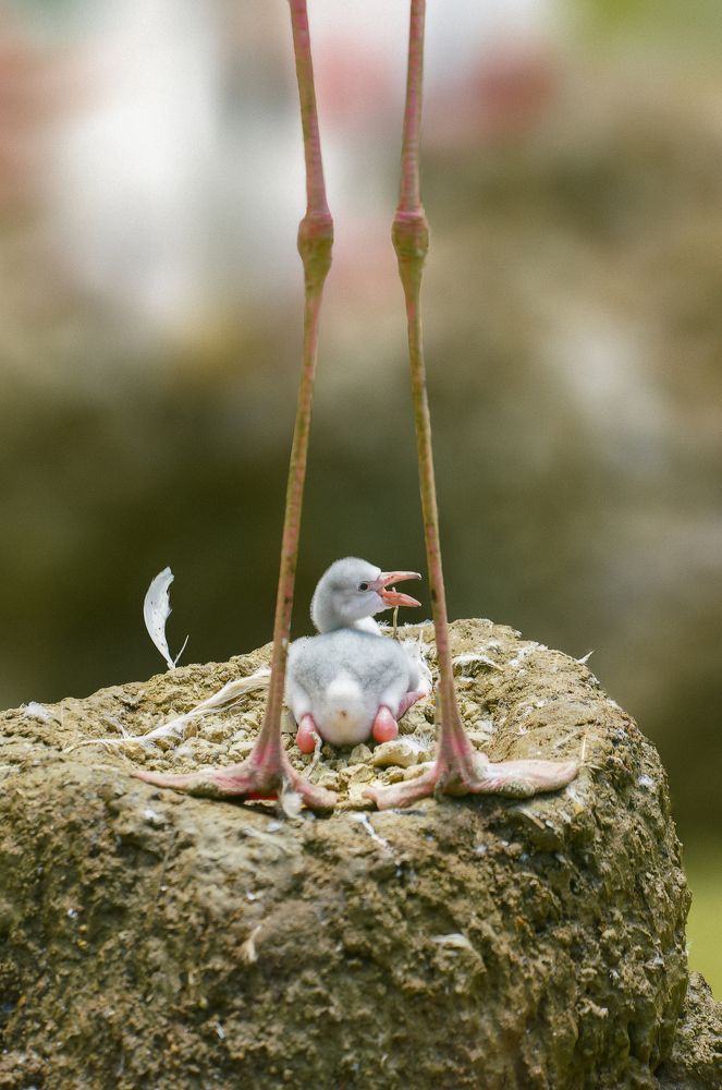 Photograph by osama almangosh