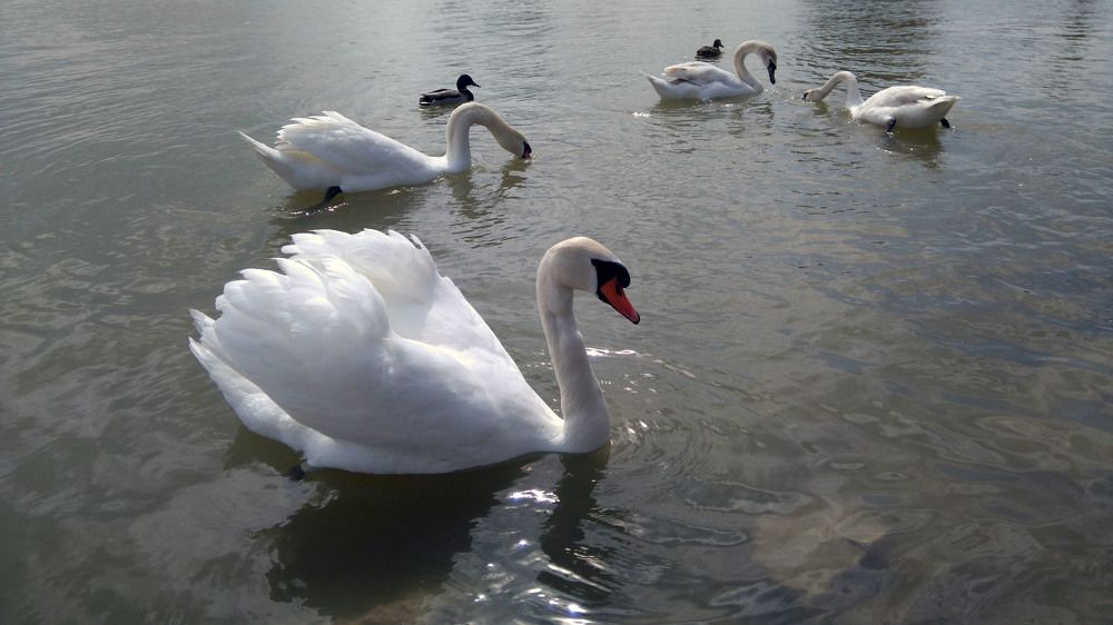 Photograph by Marina Razheva