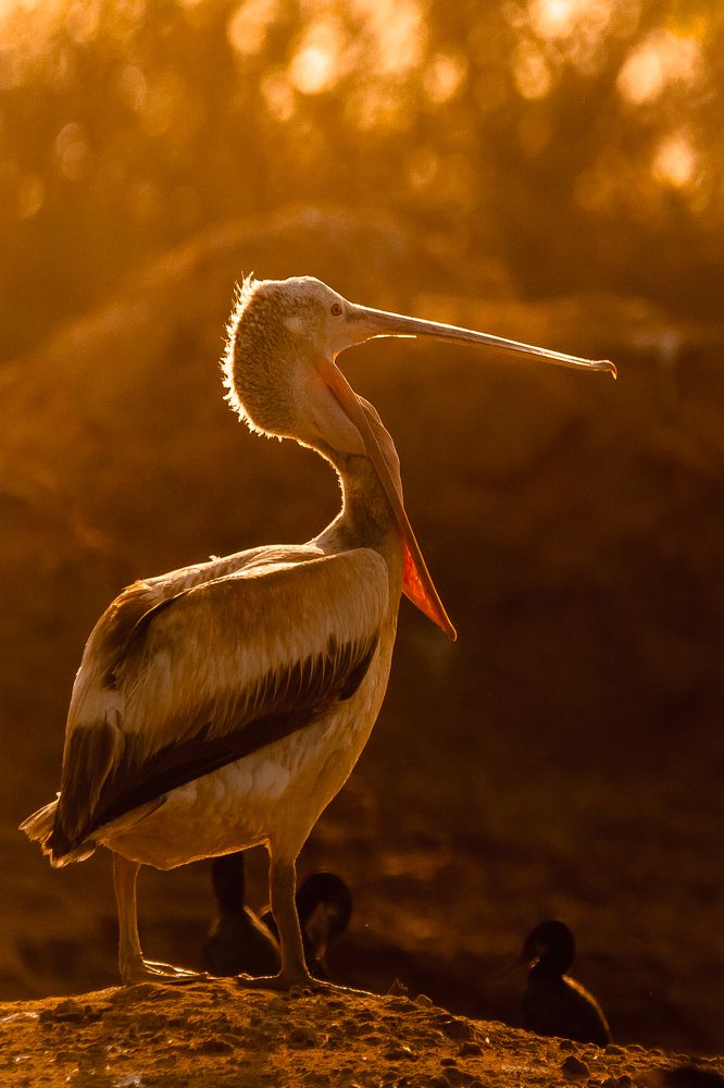 Dalmatian pelican