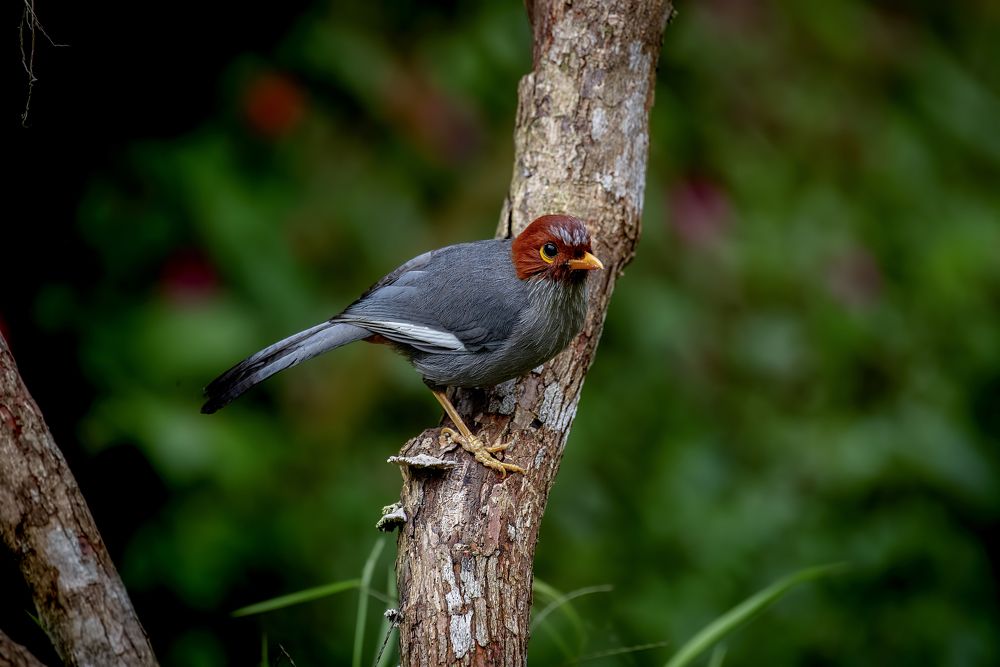 Photograph by Chee Fui Chin