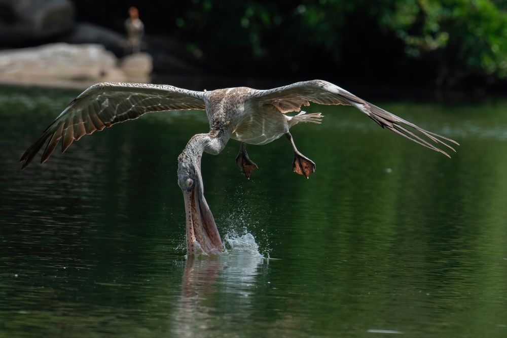 Photograph by M Anandhu