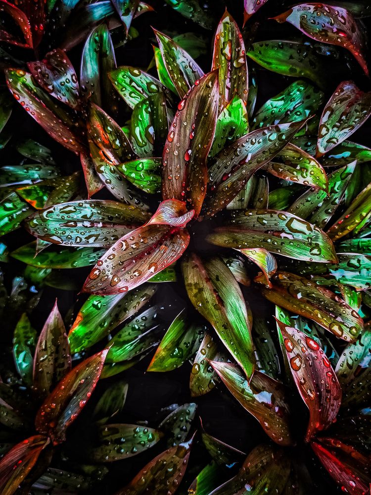 Photograph by Babli Das