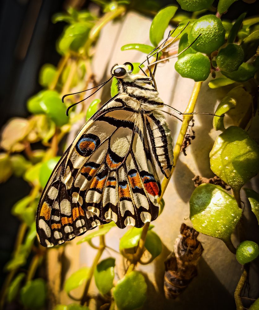 Photograph by Babli Das