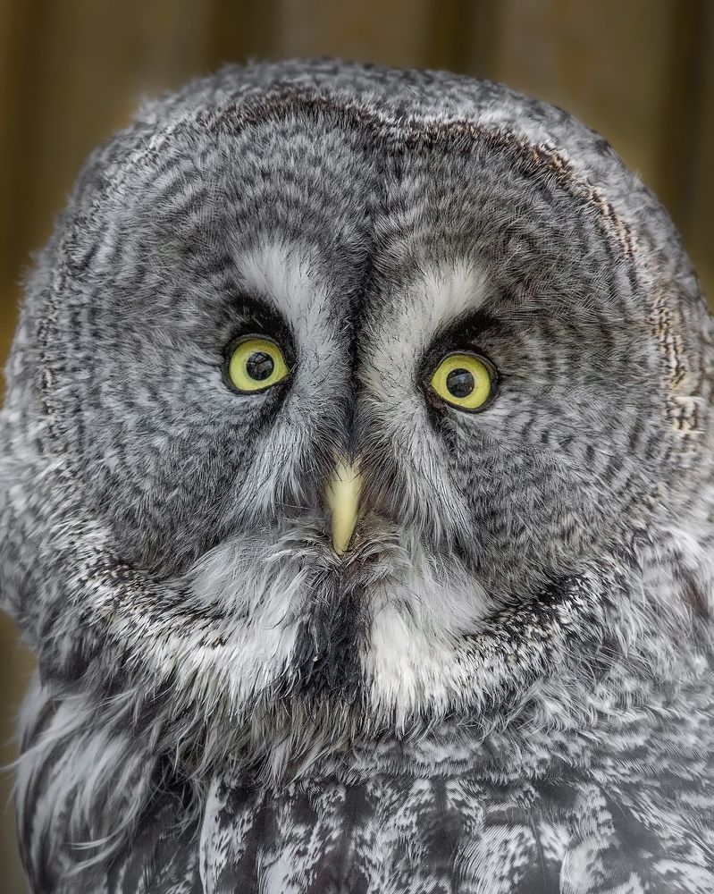 Photograph by Клясюк Галина