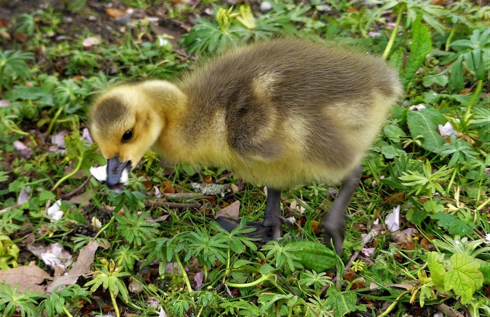 О, как вкусно"