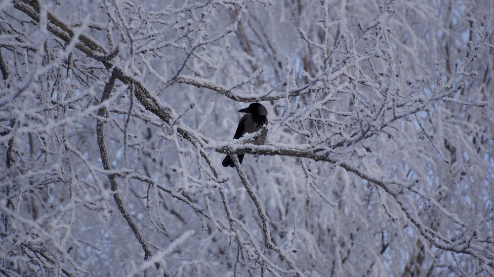 Photo #7728351