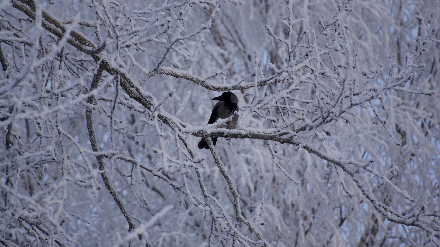 Photo #7728351