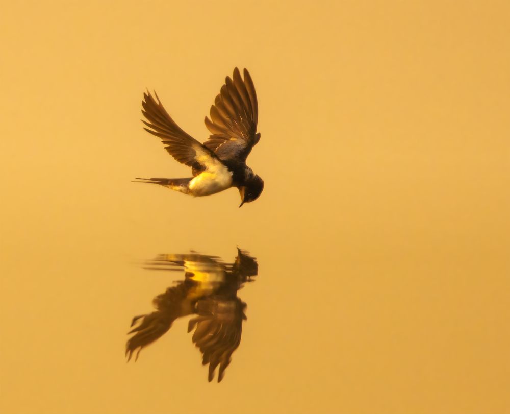 Golden Water Reflection