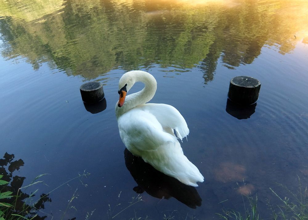 Photograph by Любовь Реутова