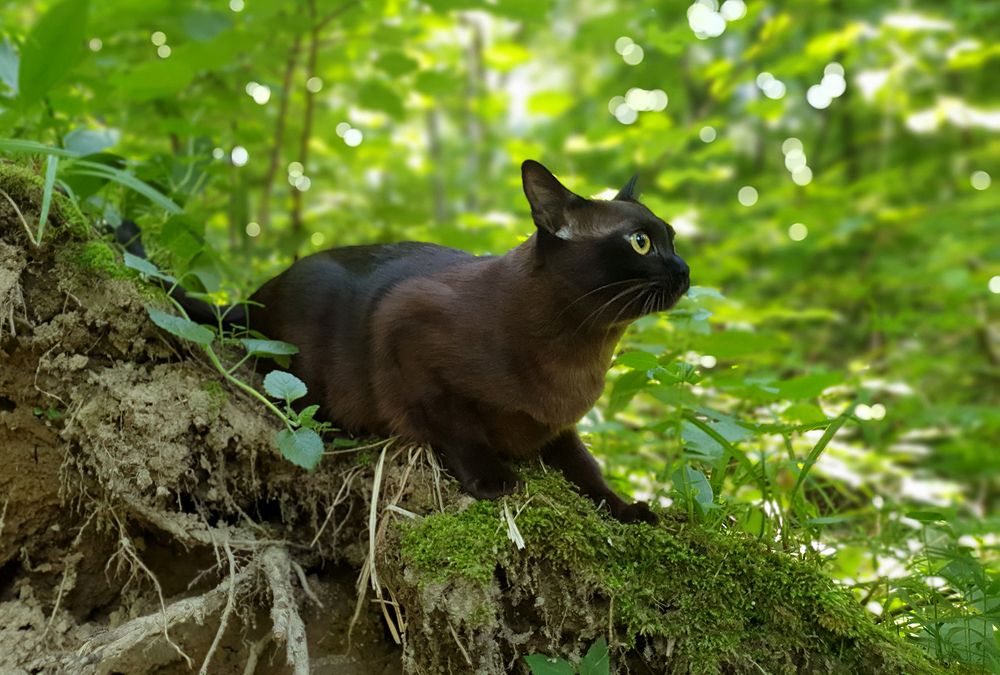 Фотография автора Надежда Лисицына