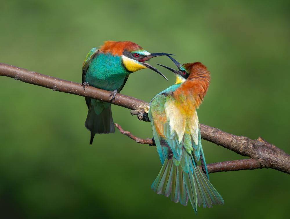 Photograph by Плеханов Александр