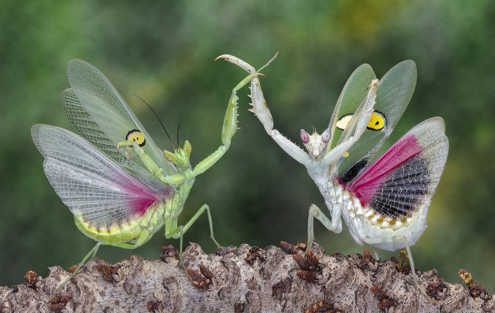 flower mantis