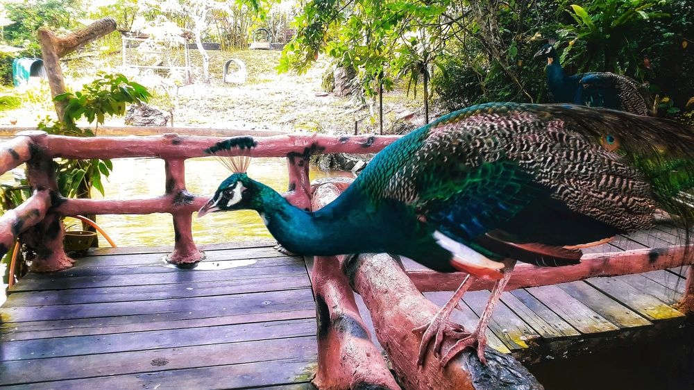 Photograph by Terence Ignatius