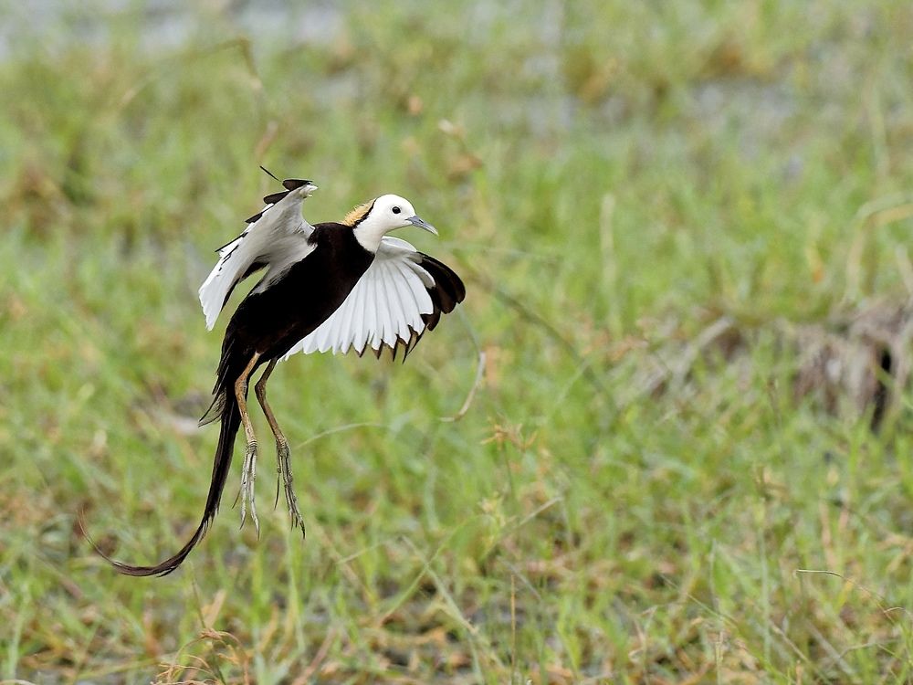 Peasant Tailed Jacana