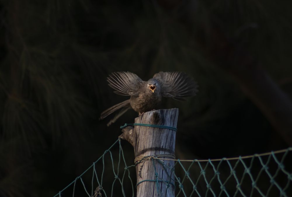 Angry bird