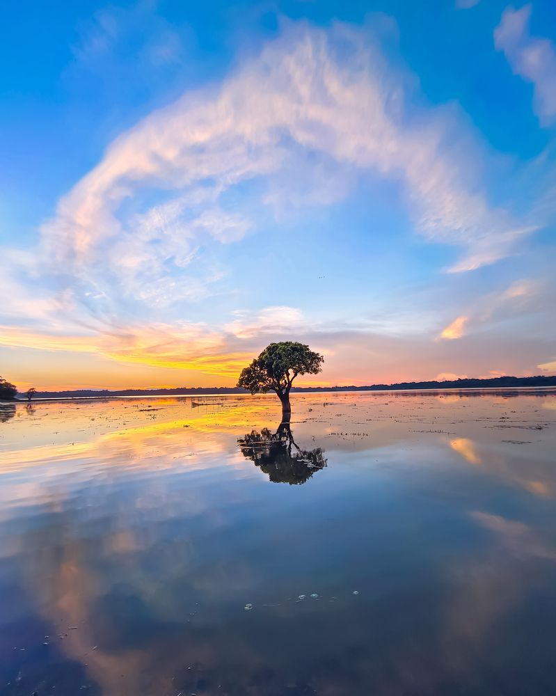 Hizol tree (Barringtonia Acutangula) , A Rare tree