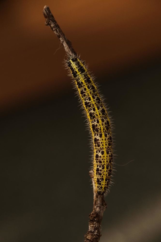 Photograph by António Vieira