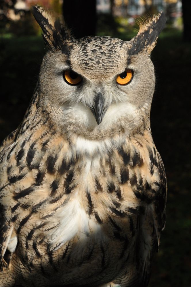 Photograph by Харис Шахмаметьев