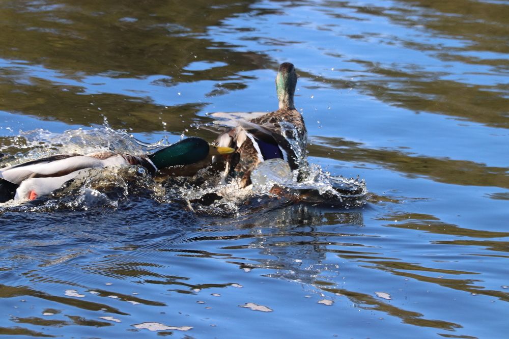 Photograph by Алексей Михайлов