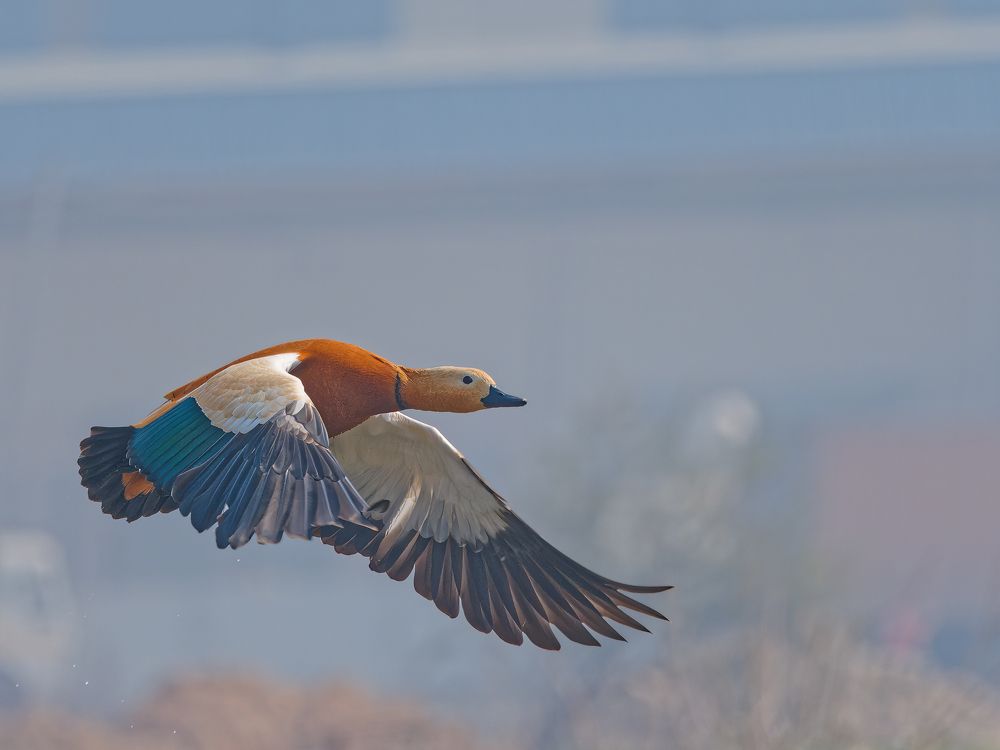 Ruddy Shelduck in flight