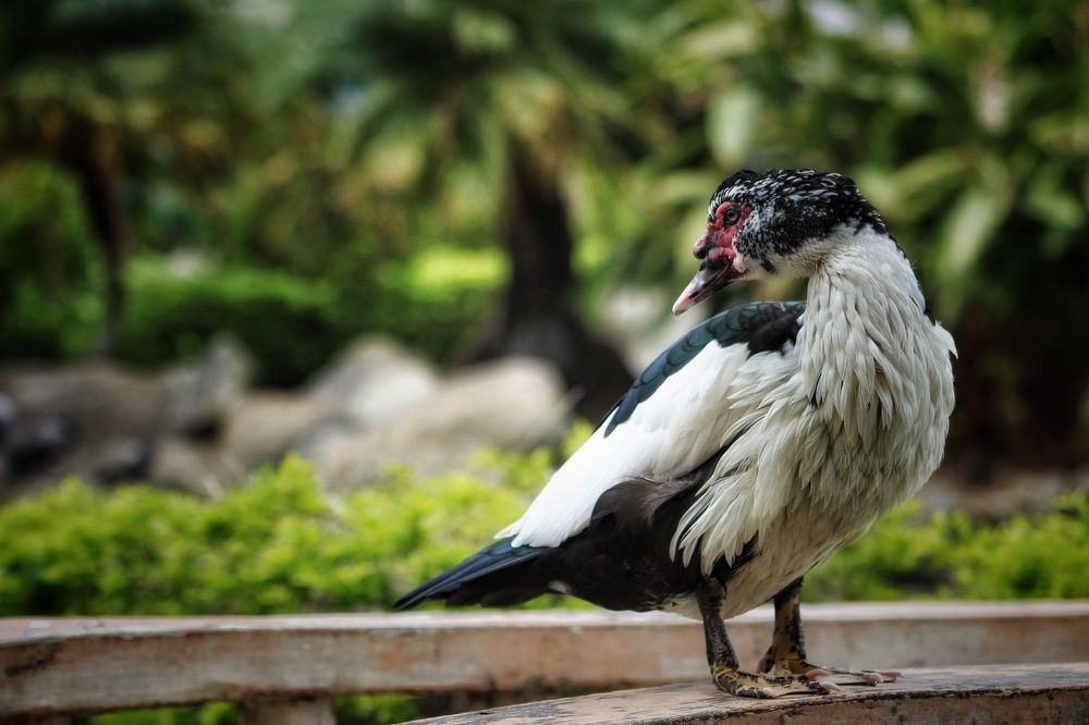 Photograph by Mauricio Mora Flores