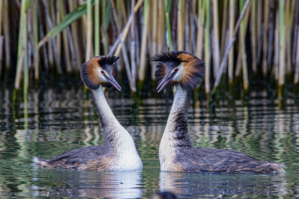 Photograph by Dino Sirica