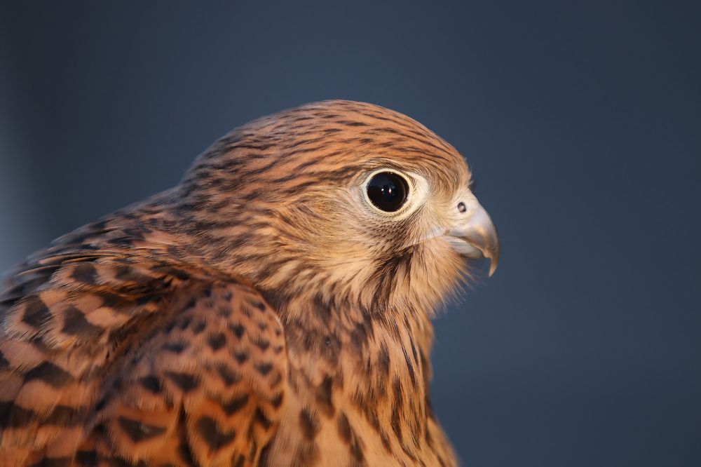 Photograph by Abdullah E Hamdi