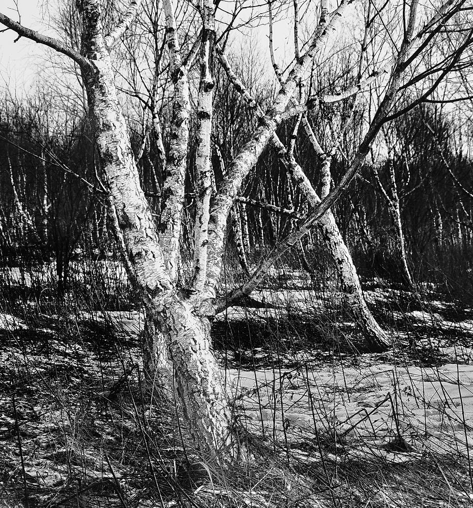 Birches in the spring