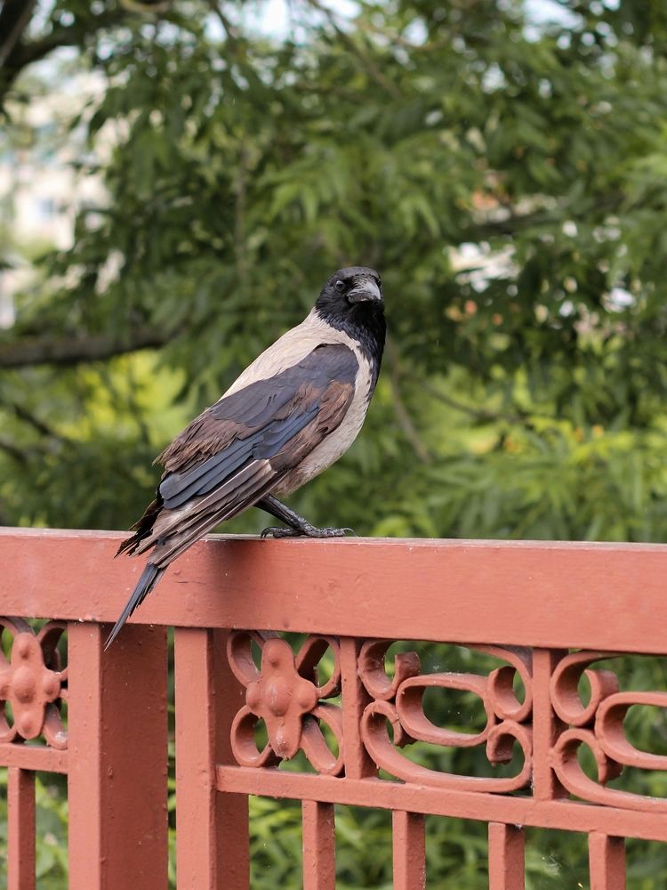 Photograph by Оксана Бурцева