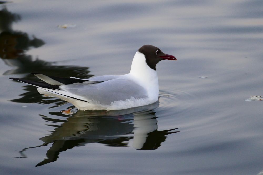 Photograph by Александр Кизим