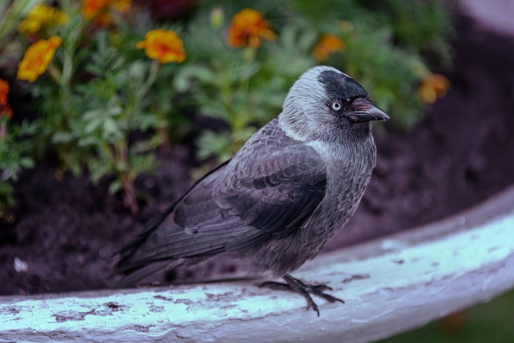 Photograph by Александр Падажецкий