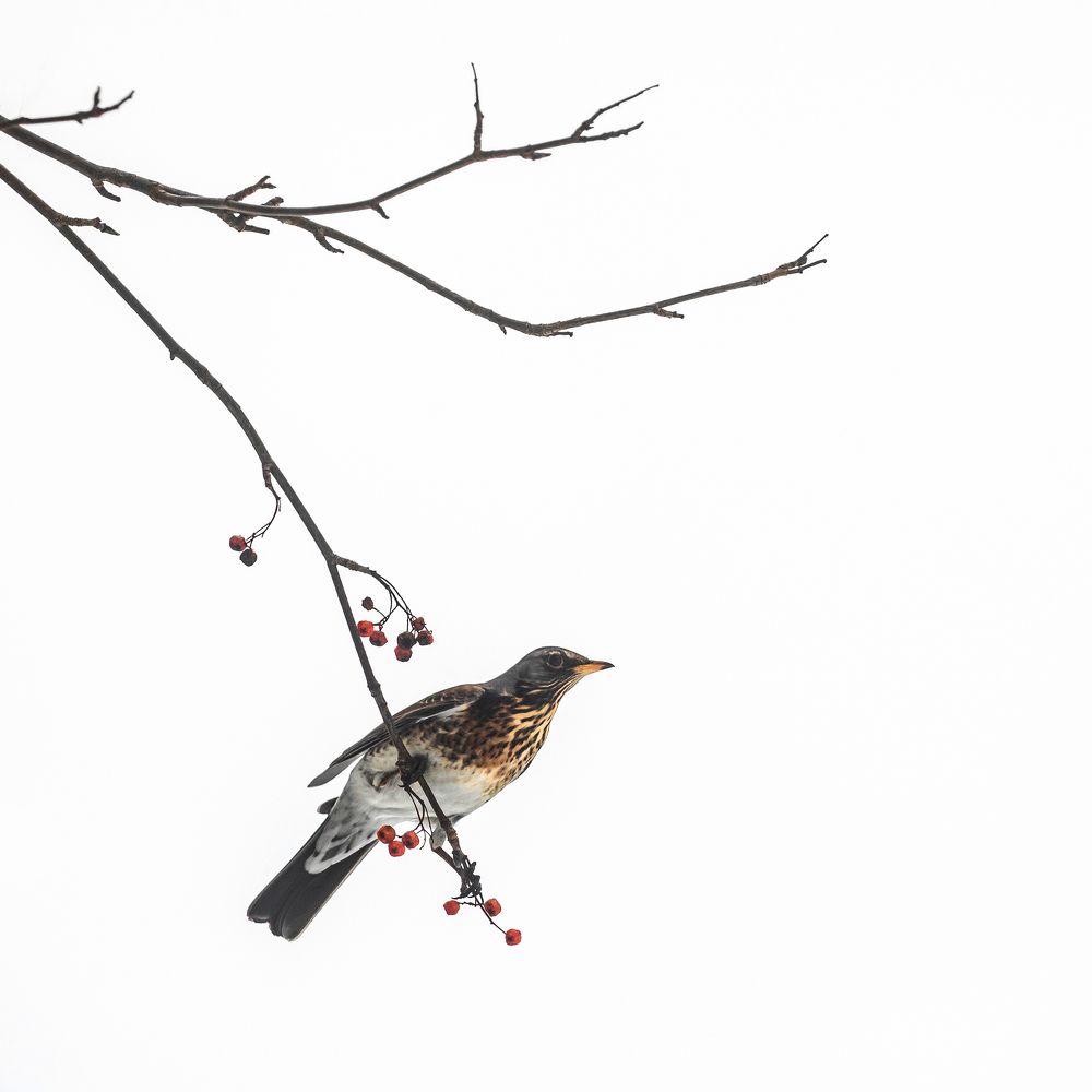 Photograph by Сергей Чирков