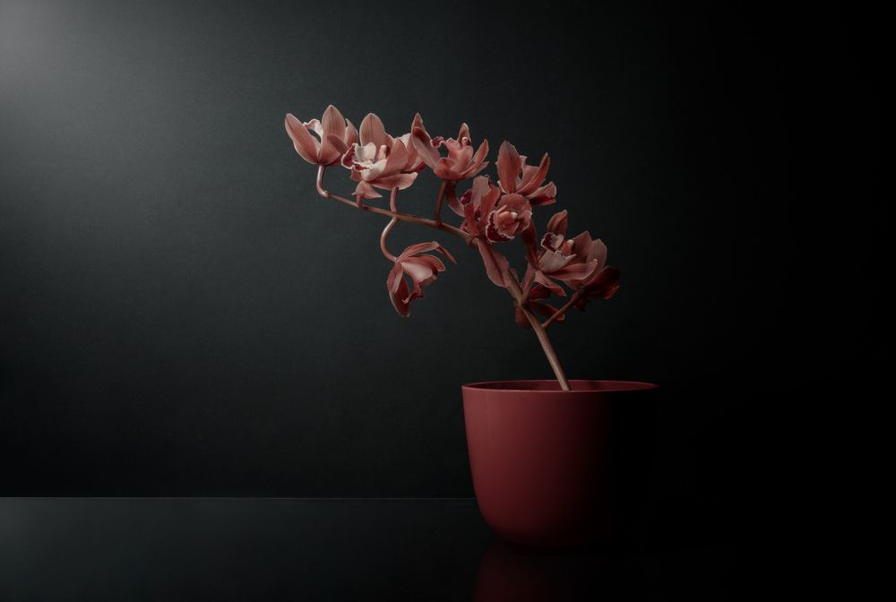 Photograph by Cesare Malatesta