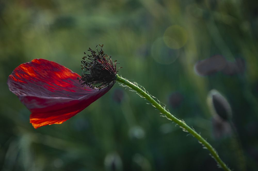 Photograph by Кондратюк Андрей