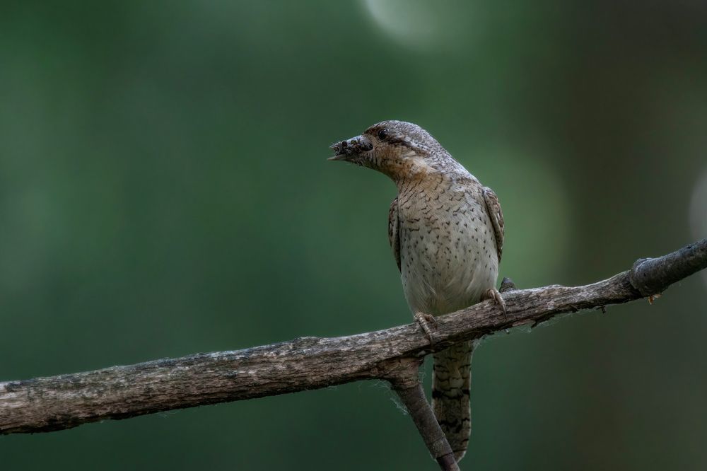 Фотография автора Калиногорский Юрий